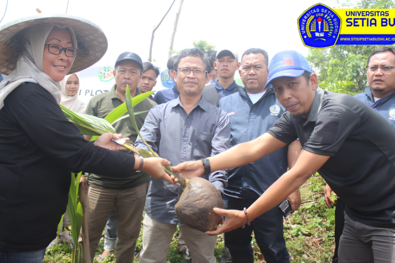 Penanaman Kelapa Hibrida
