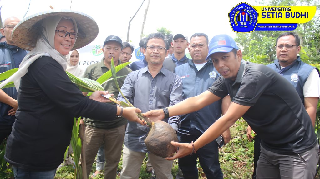 Penanaman Kelapa Hibrida